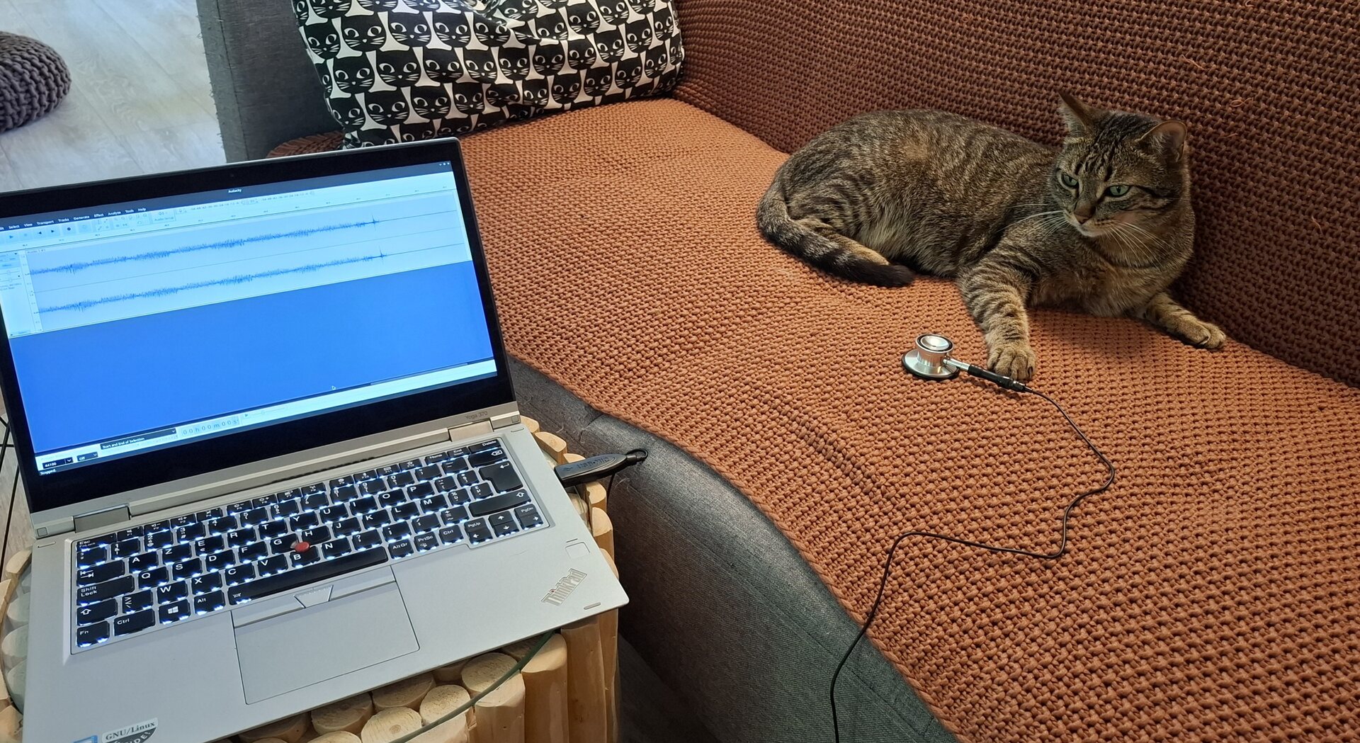 Quick And Easy Digital Stethoscope Keeps Tabs On Cat