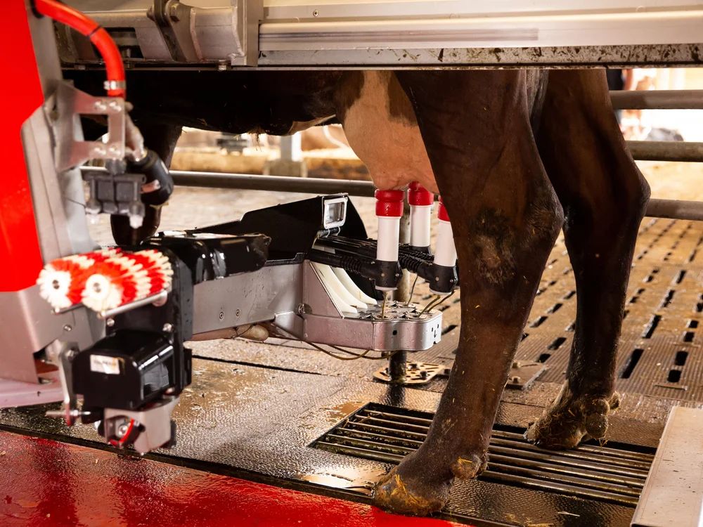 Rise Of The Robots: How Robots Are Changing Dairy Farms