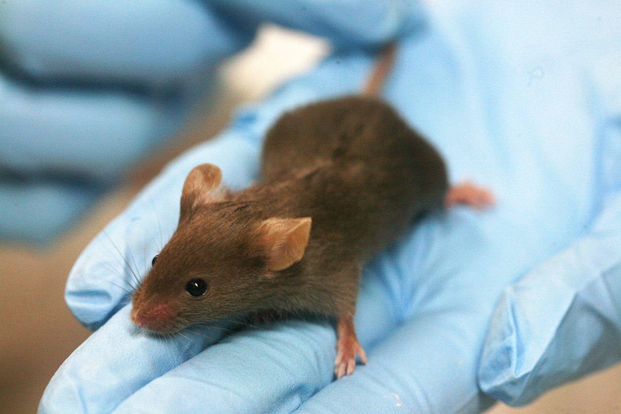 Hacking T Cells To Treat Celiac Disease