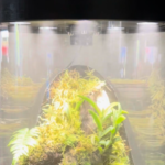A clear acrylic cylinder is shown, inside of which plants are visible. There is mist inside the tube, and LEDs light it from above. A black plastic cap to the tube is visible.