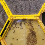 3 yellow modules are connected with bees filling 2 out of 3