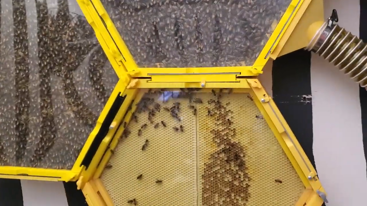 3 yellow modules are connected with bees filling 2 out of 3