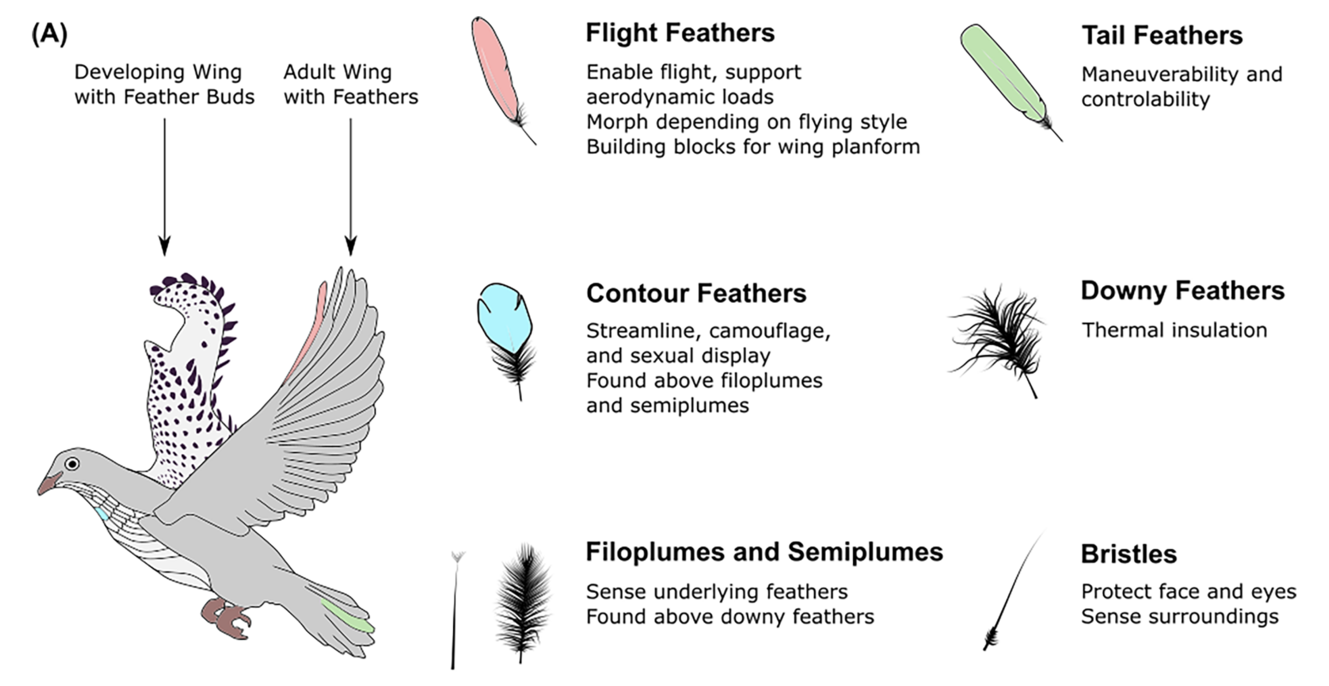 Feathers Are Fantastic, But Flummoxing For Engineers
