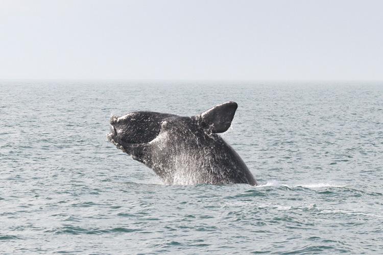 High Seas Treaty Opens the Door for Global Ocean Conservation