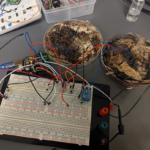 Mushrooms As Computer Memory | Hackaday