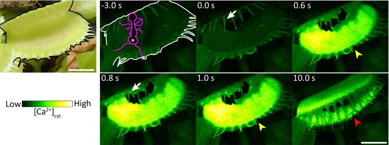 The MSL10 Mechanosensor Makes Venus Flytrap Plants Touchy