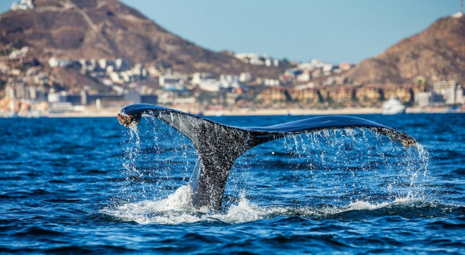 The Movement to Stop Mega Ships from Sailing Across the Gulf of California