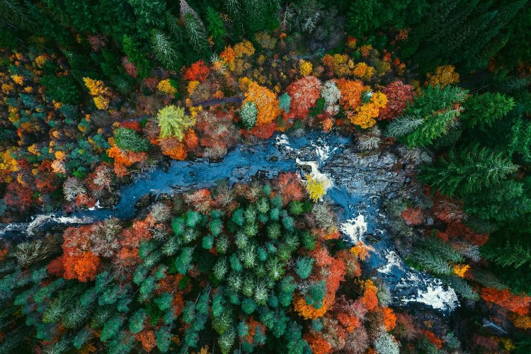 TriplePundit • As the Net-Zero Banking Alliance Fades Into History, Biodiversity Takes Center Stage