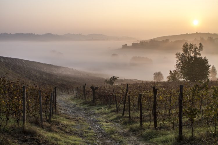 TriplePundit • How a 133-Year-Old Italian Winery Protects Its Vines and the Nature Around Them