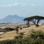 TriplePundit • Sudan’s Golden Harvest Returns Slowly as Women’s Cooperatives Fight to Revive the Gum Arabic Trade