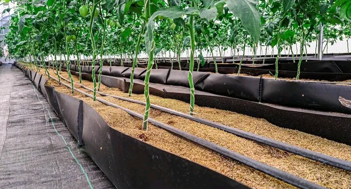 TriplePundit • This Nigerian Lab is Farming Without Soil to Rethink Food Security