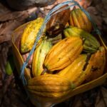 TriplePundit • ‘Early Evidence of Success’ in Building Income for Cocoa Growers in Côte d’Ivoire
