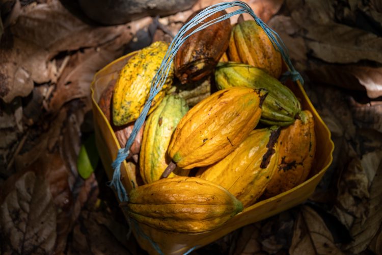 TriplePundit • ‘Early Evidence of Success’ in Building Income for Cocoa Growers in Côte d’Ivoire