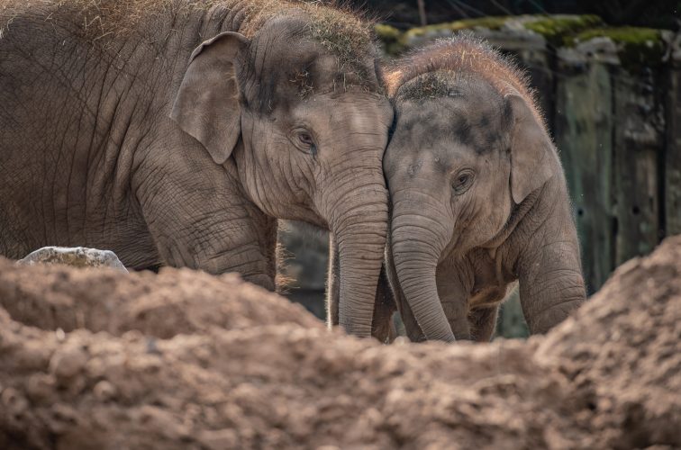 New Vaccine Brings Hope to Elephants Battling Deadly Disease