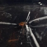 Improving The Cloud Chamber | Hackaday