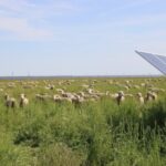 TriplePundit • How The Solar Grazing Movement Can Support Sustainable Materials