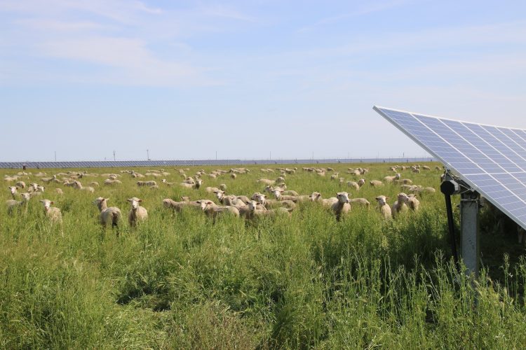 TriplePundit • How The Solar Grazing Movement Can Support Sustainable Materials