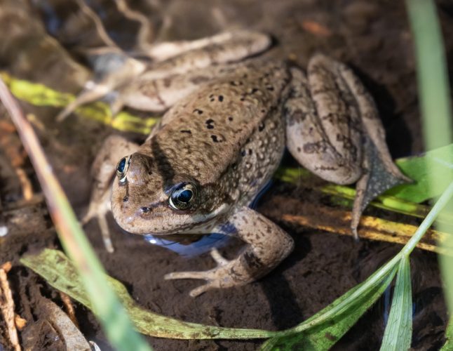TriplePundit • Cascades Frogs Vanished From Lassen Volcanic National Park in 2007. Now, They’re Back.