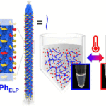 Virus-Based Thermoresponsive Separation Of Rare-Earth Elements