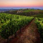 Why Brassfield Estate Lets Animals Roam Its Vineyards