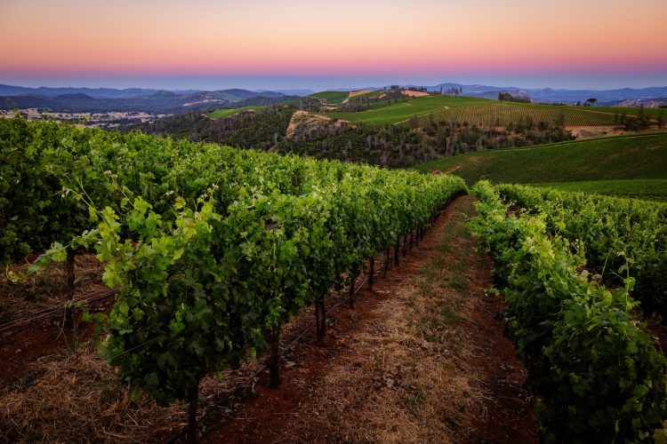 Why Brassfield Estate Lets Animals Roam Its Vineyards